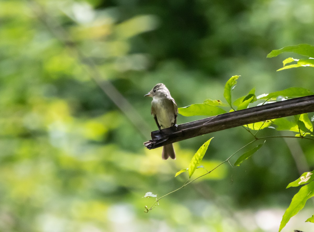 Eastern Wood-Pewee - ML643947150