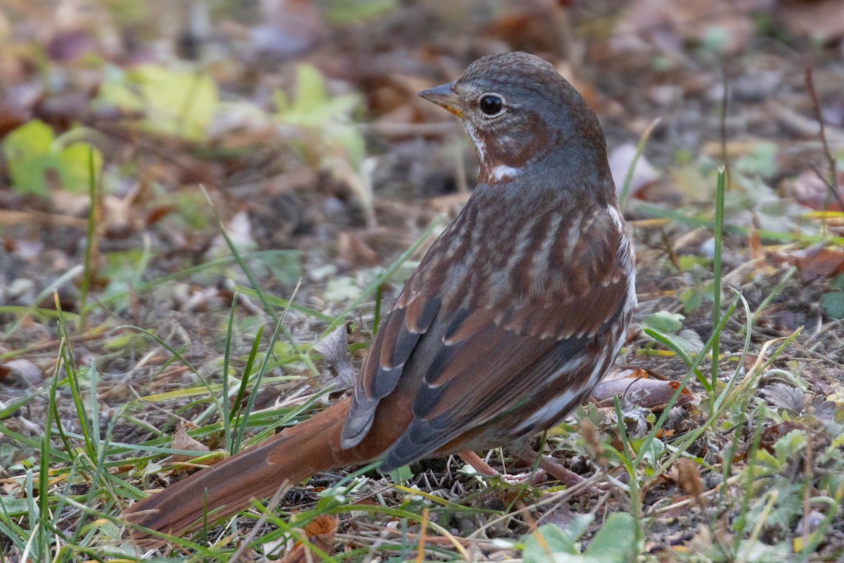 Fox Sparrow - ML643947159