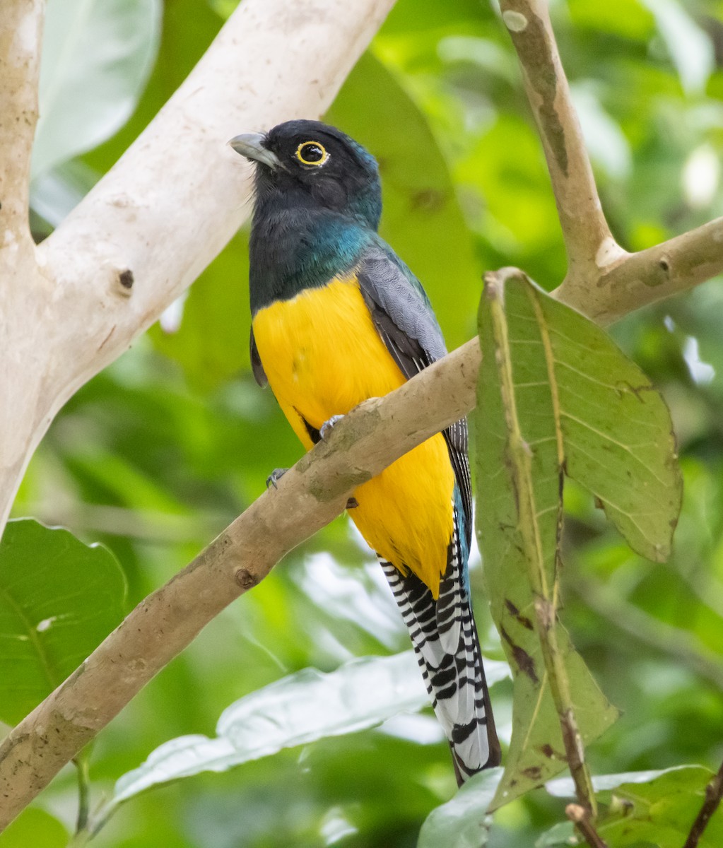 Gartered Trogon - ML643947162