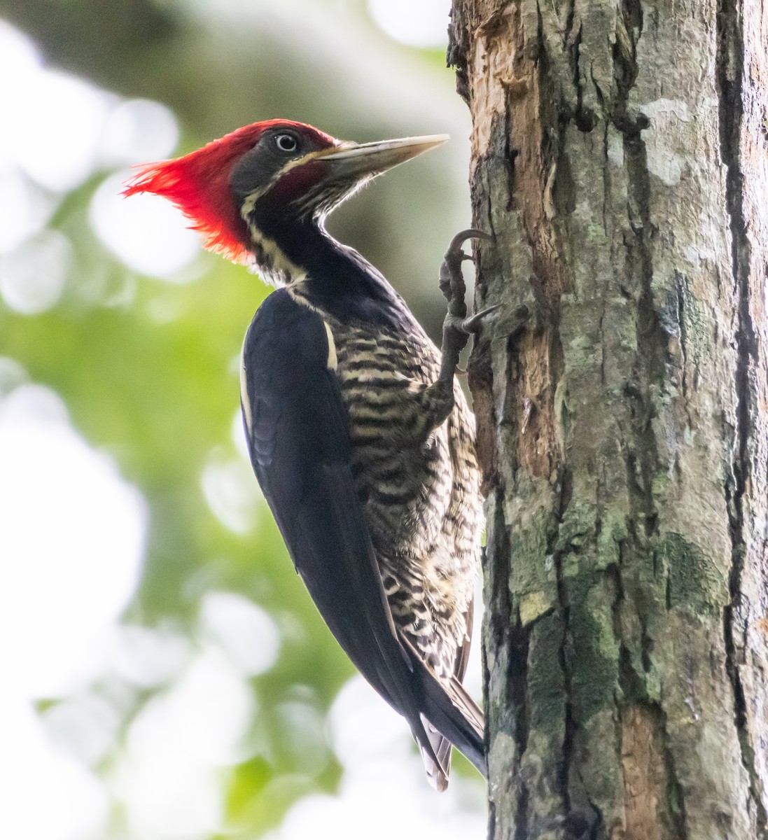 Lineated Woodpecker - ML643947172