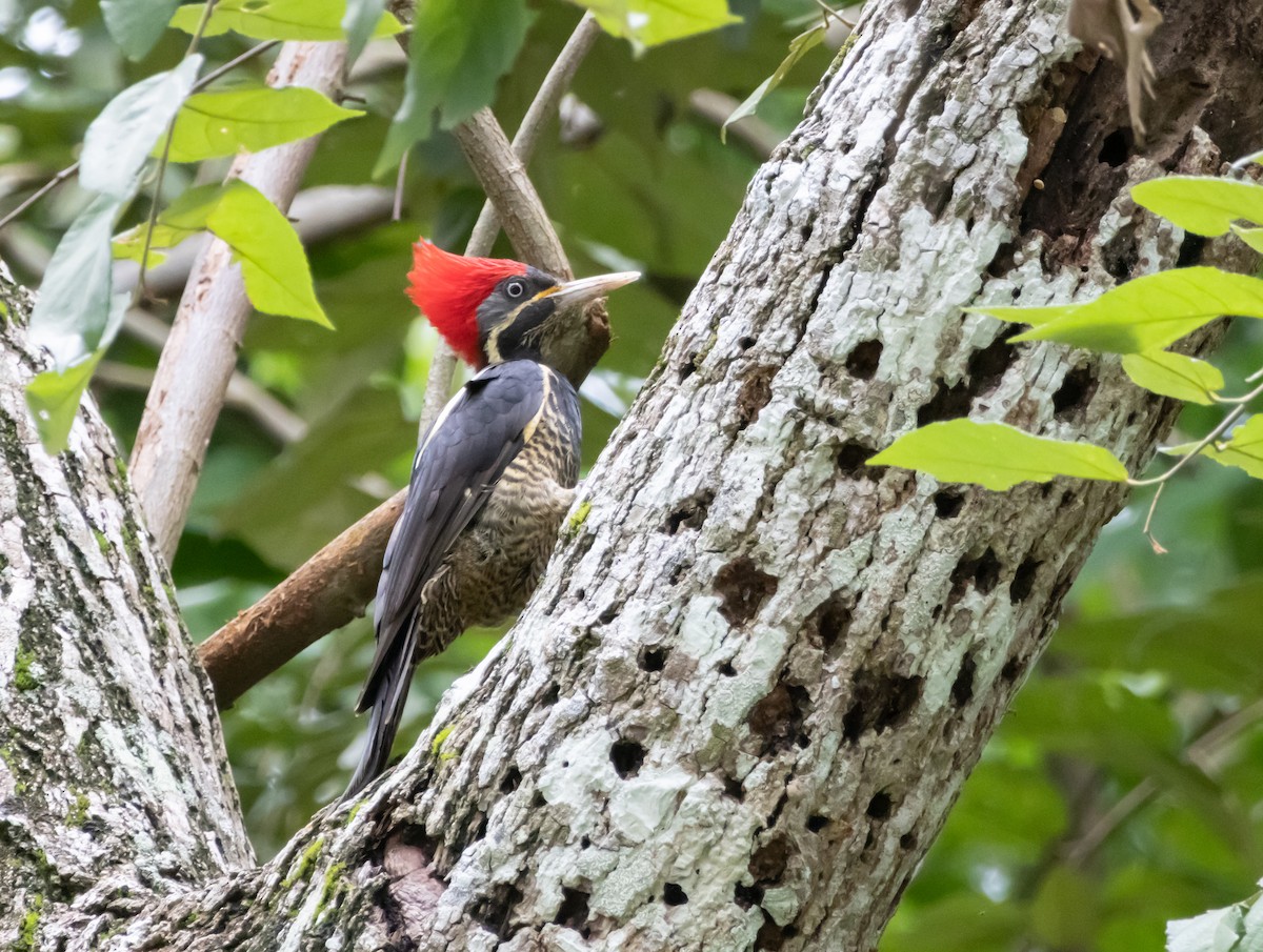 Lineated Woodpecker - ML643947173