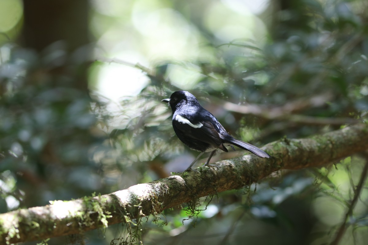 Madagascar Magpie-Robin (Black-bellied) - ML643947187