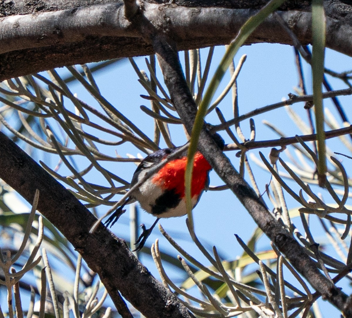 Mistletoebird - ML643947192