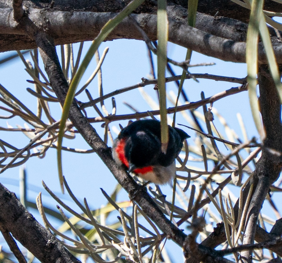 Mistletoebird - ML643947193