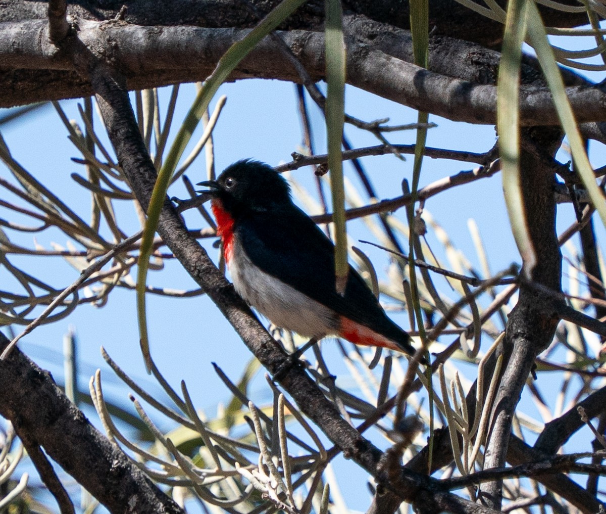 Mistletoebird - ML643947194