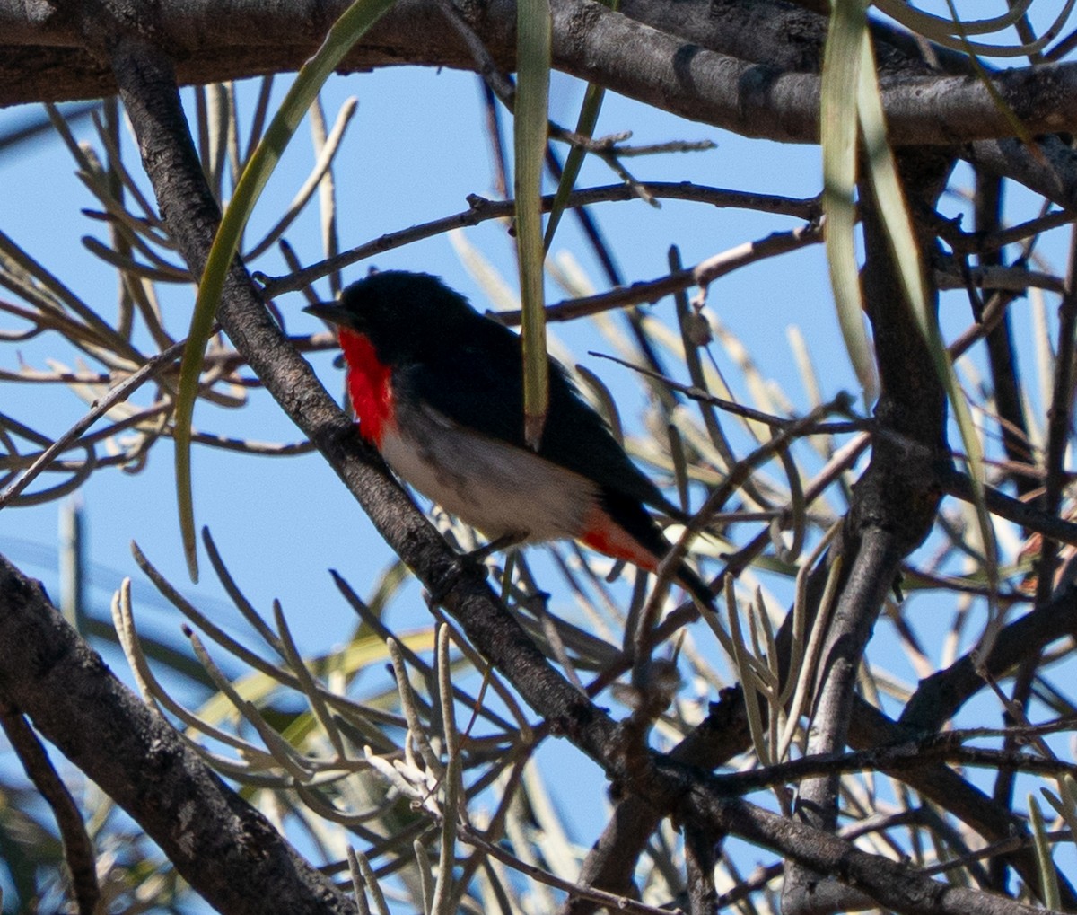 Mistletoebird - ML643947195