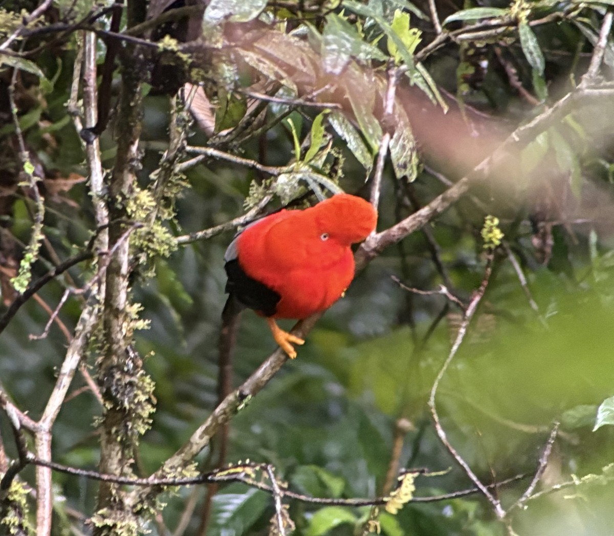 Andean Cock-of-the-rock - ML643947201