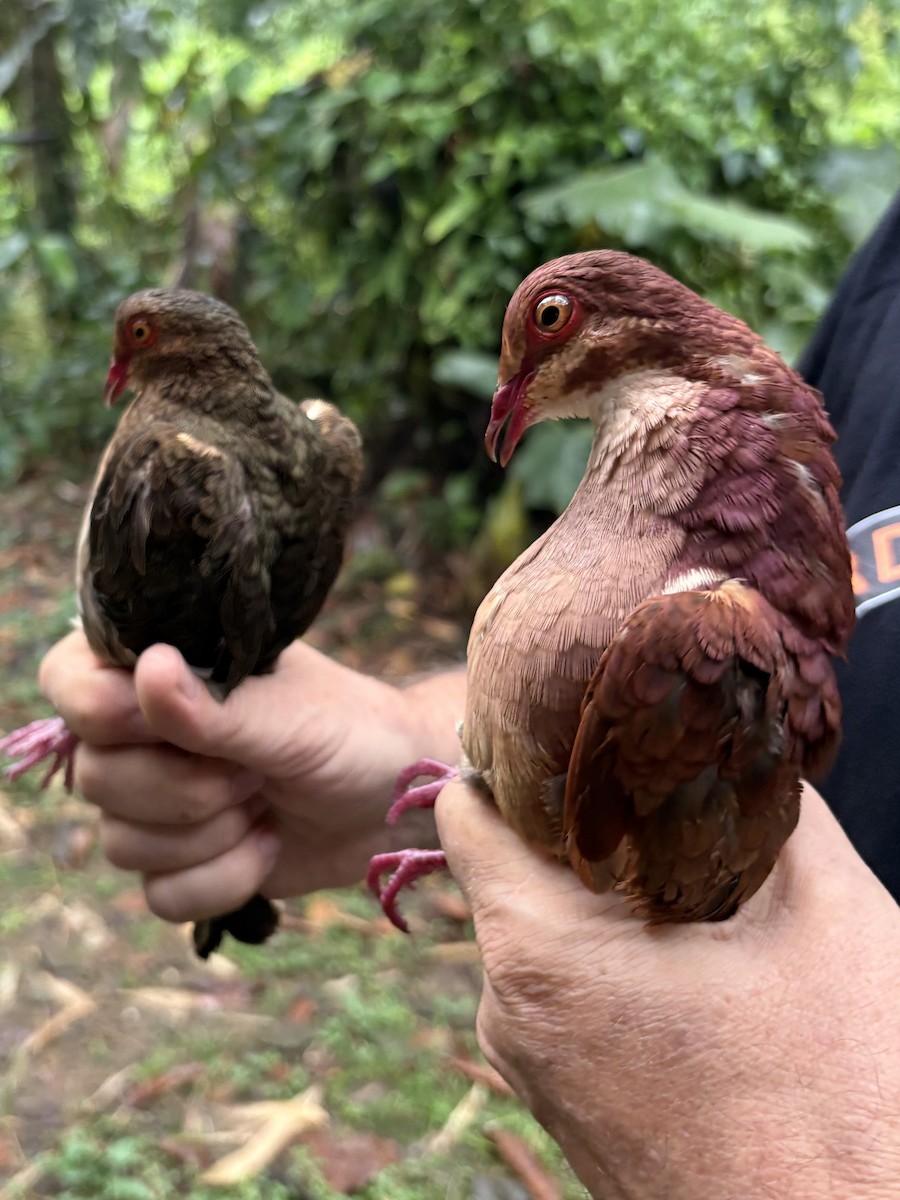 holub hnědočervený - ML643947207