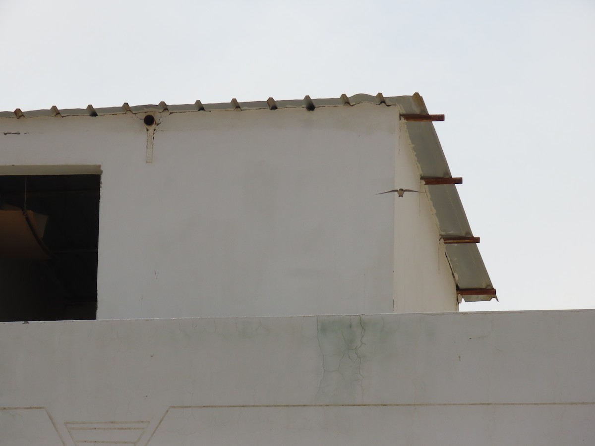 Hirondelle du désert - ML643947212