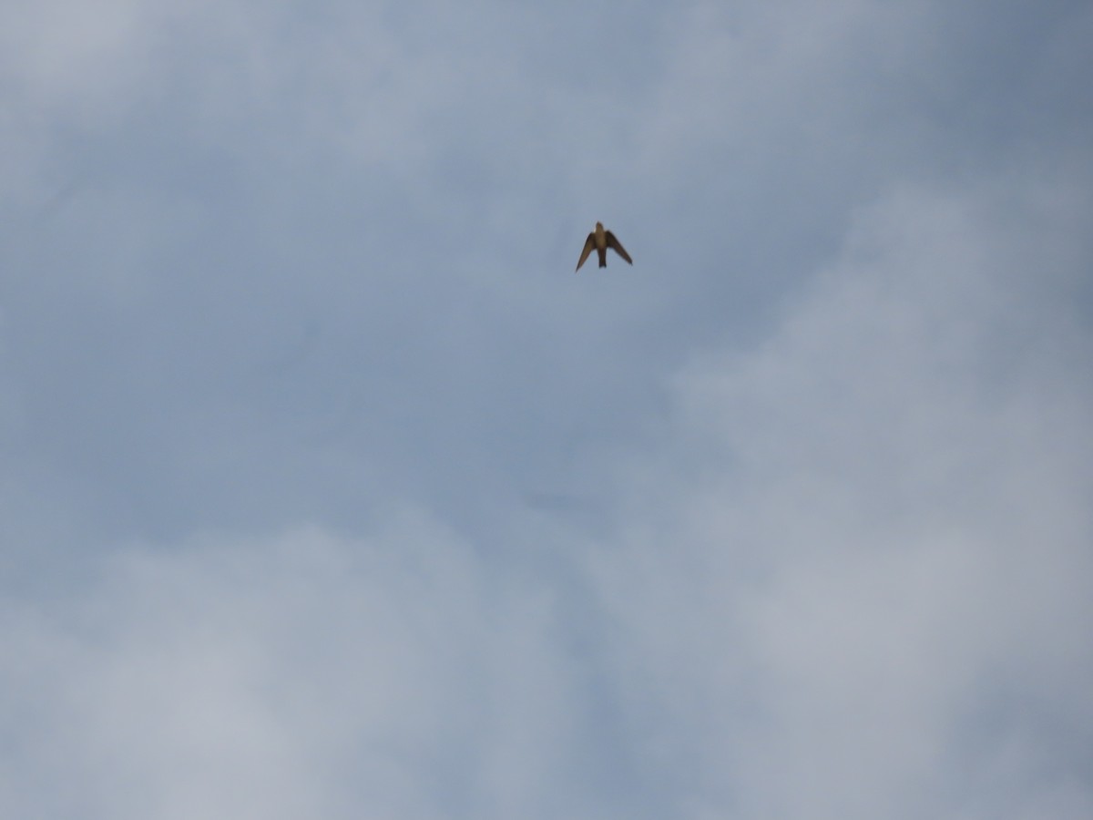 Hirondelle du désert - ML643947216