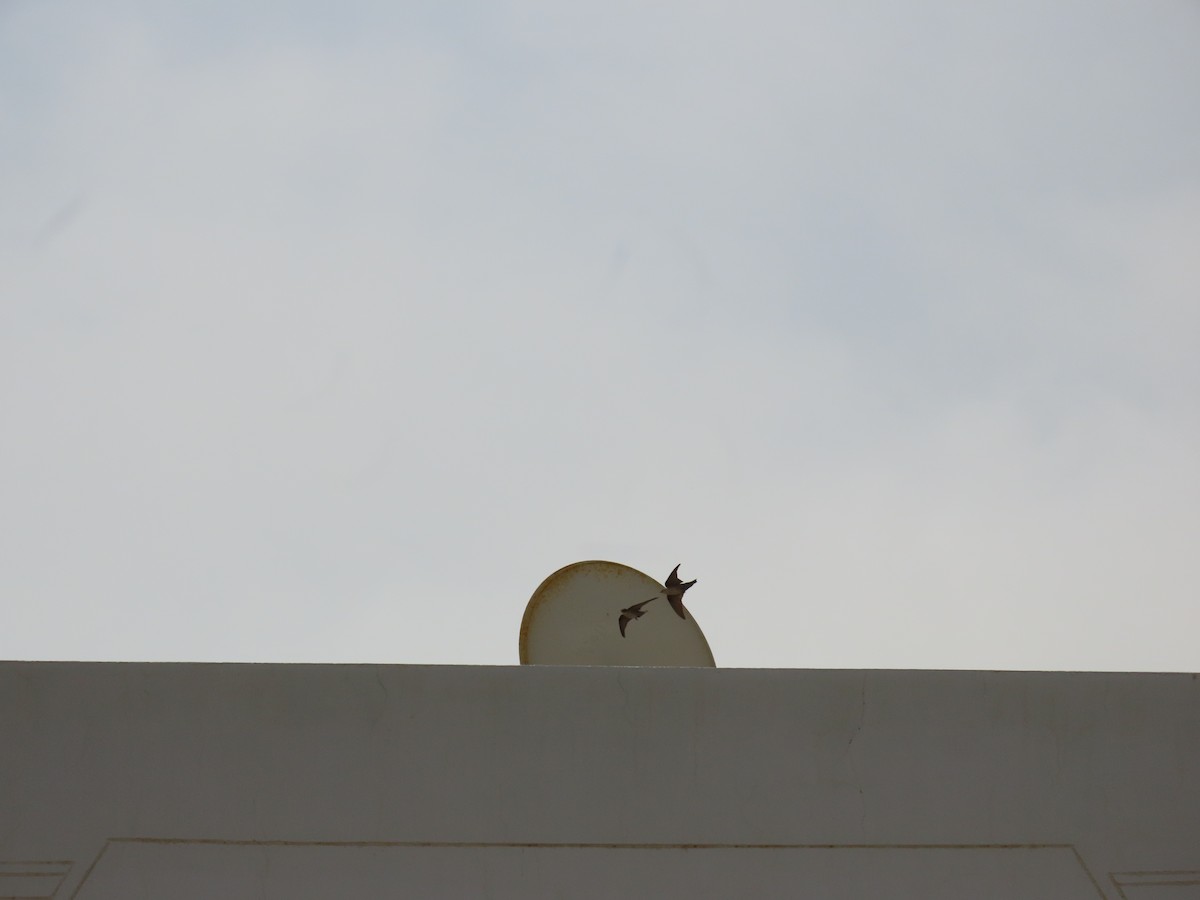 Hirondelle du désert - ML643947229