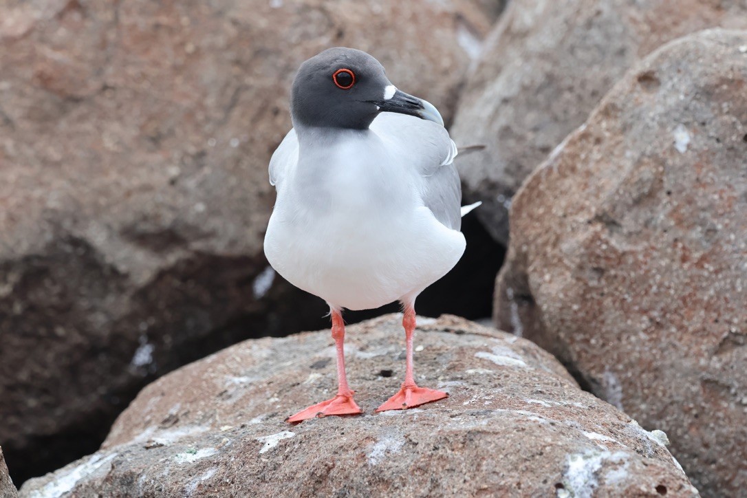Gaviota Tijereta - ML643947230