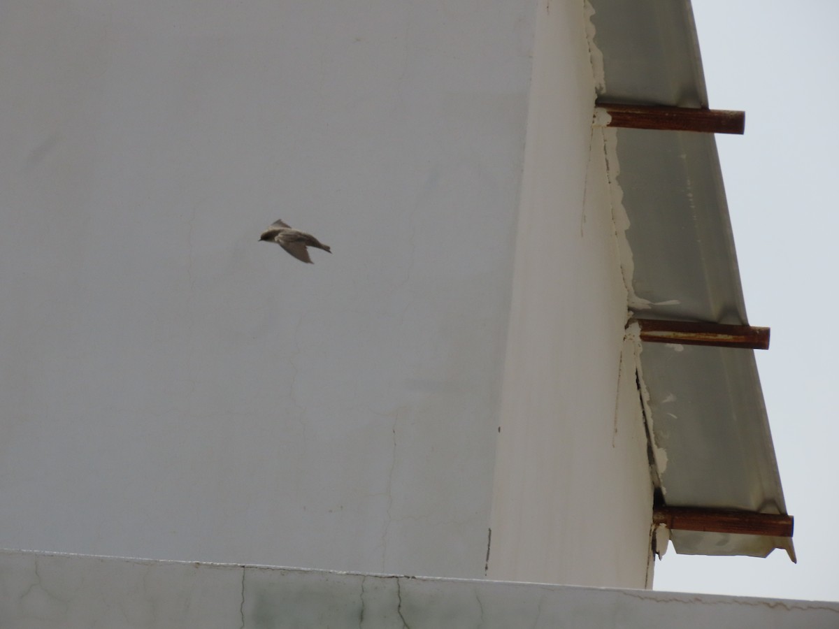 Hirondelle du désert - ML643947231