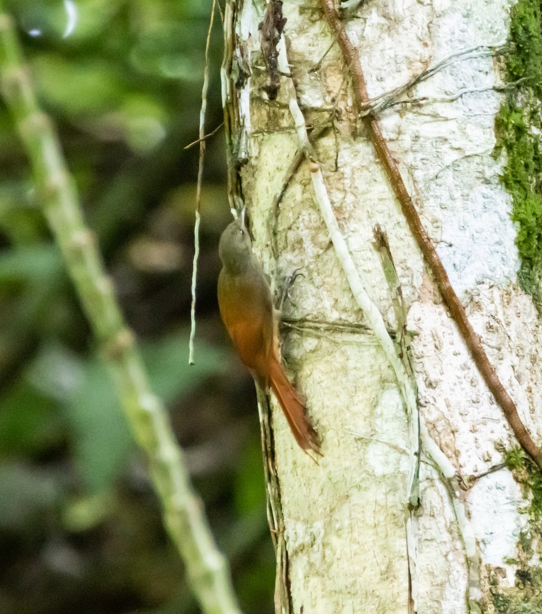 Olivaceous Woodcreeper - ML643947239