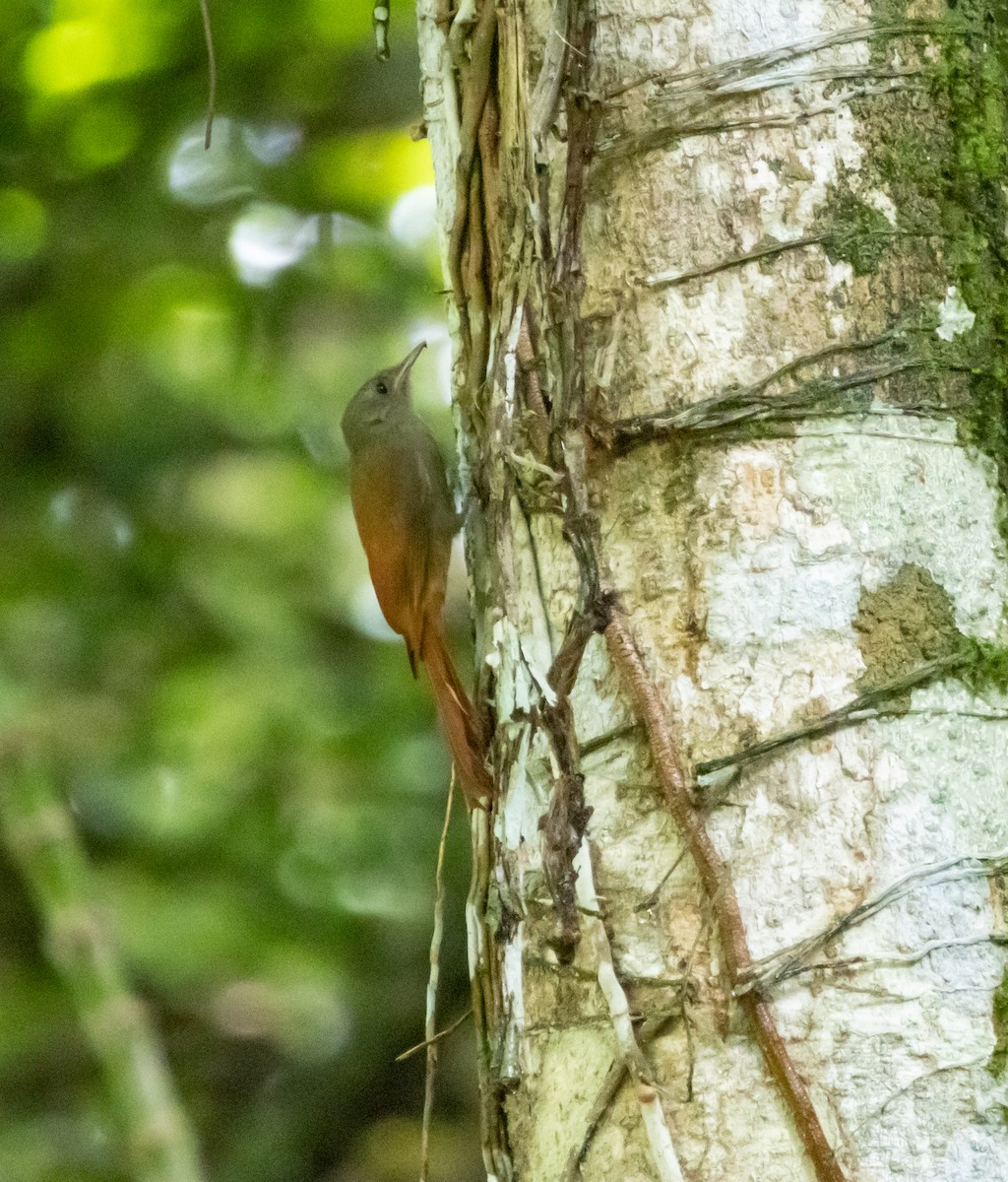 Olivaceous Woodcreeper - ML643947240