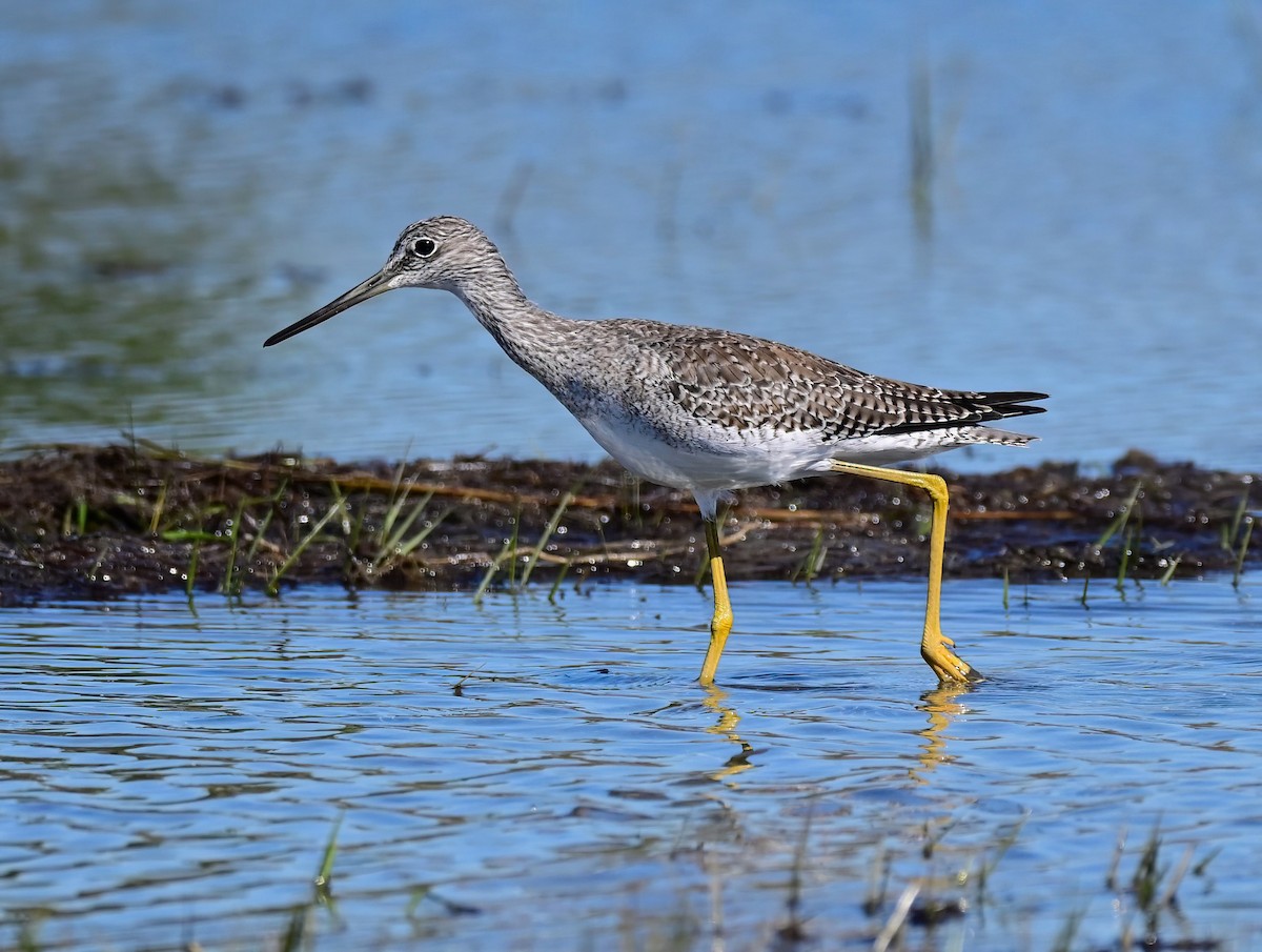 Greater Yellowlegs - ML643947250