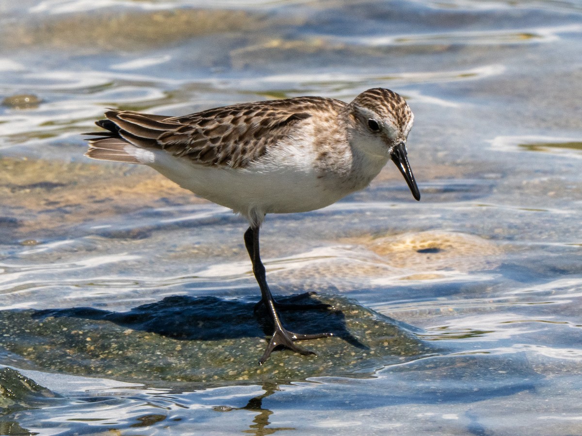 Semipalmated Sandpiper - ML643947260