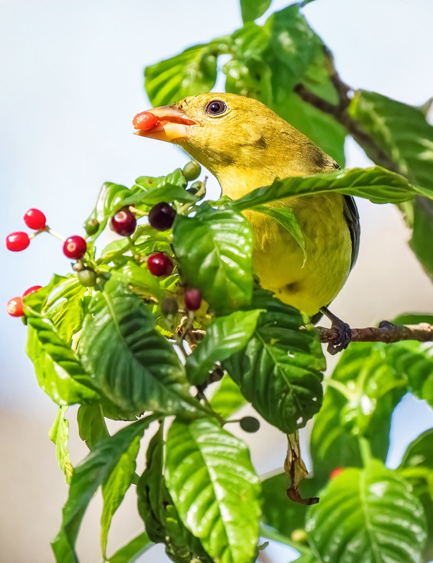 Scarlet Tanager - ML643947288