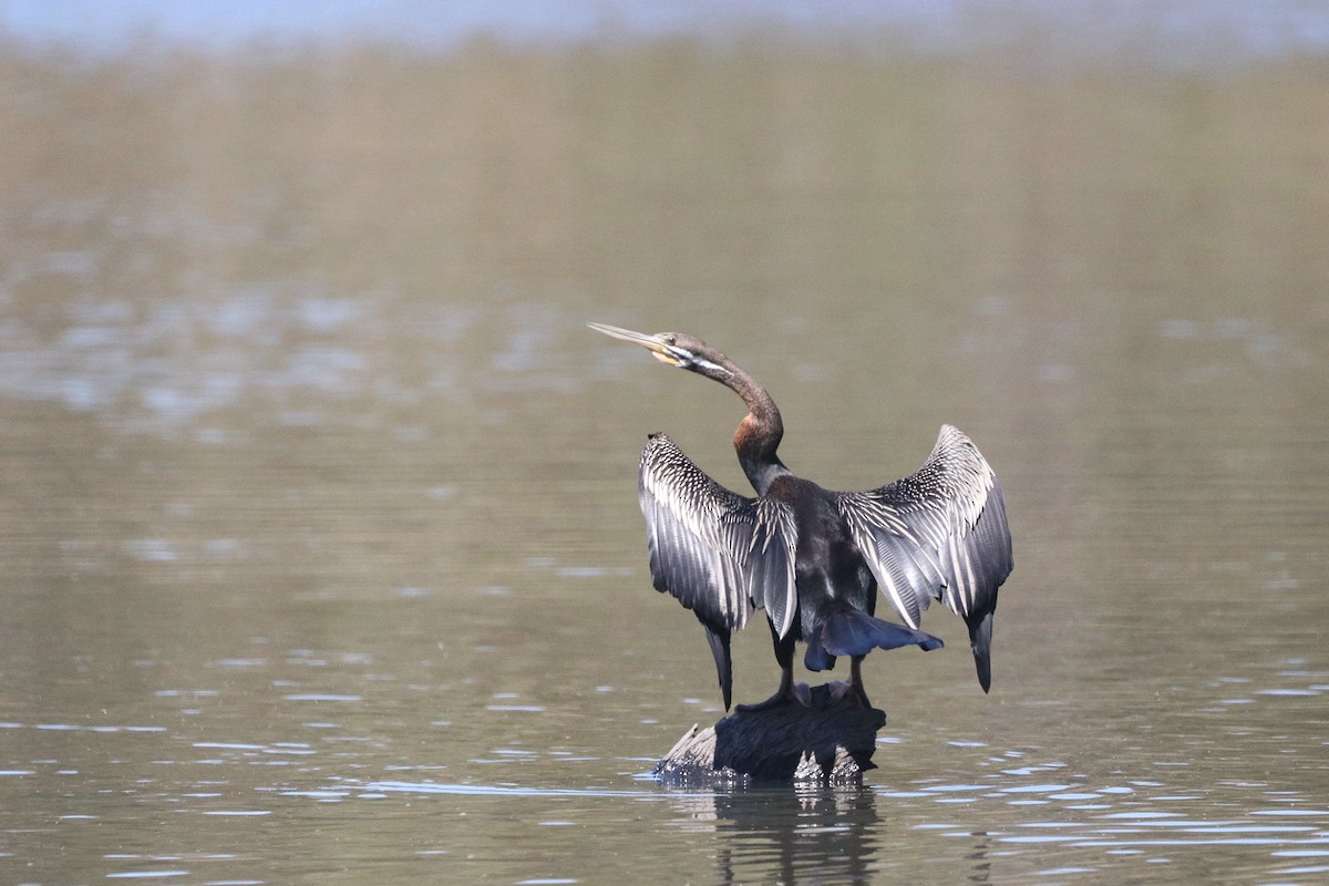 anhinga australská - ML643947299