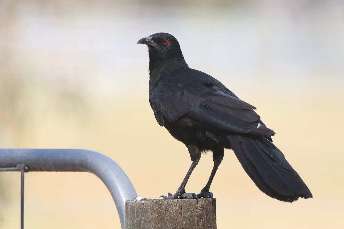 White-winged Chough - ML643947308