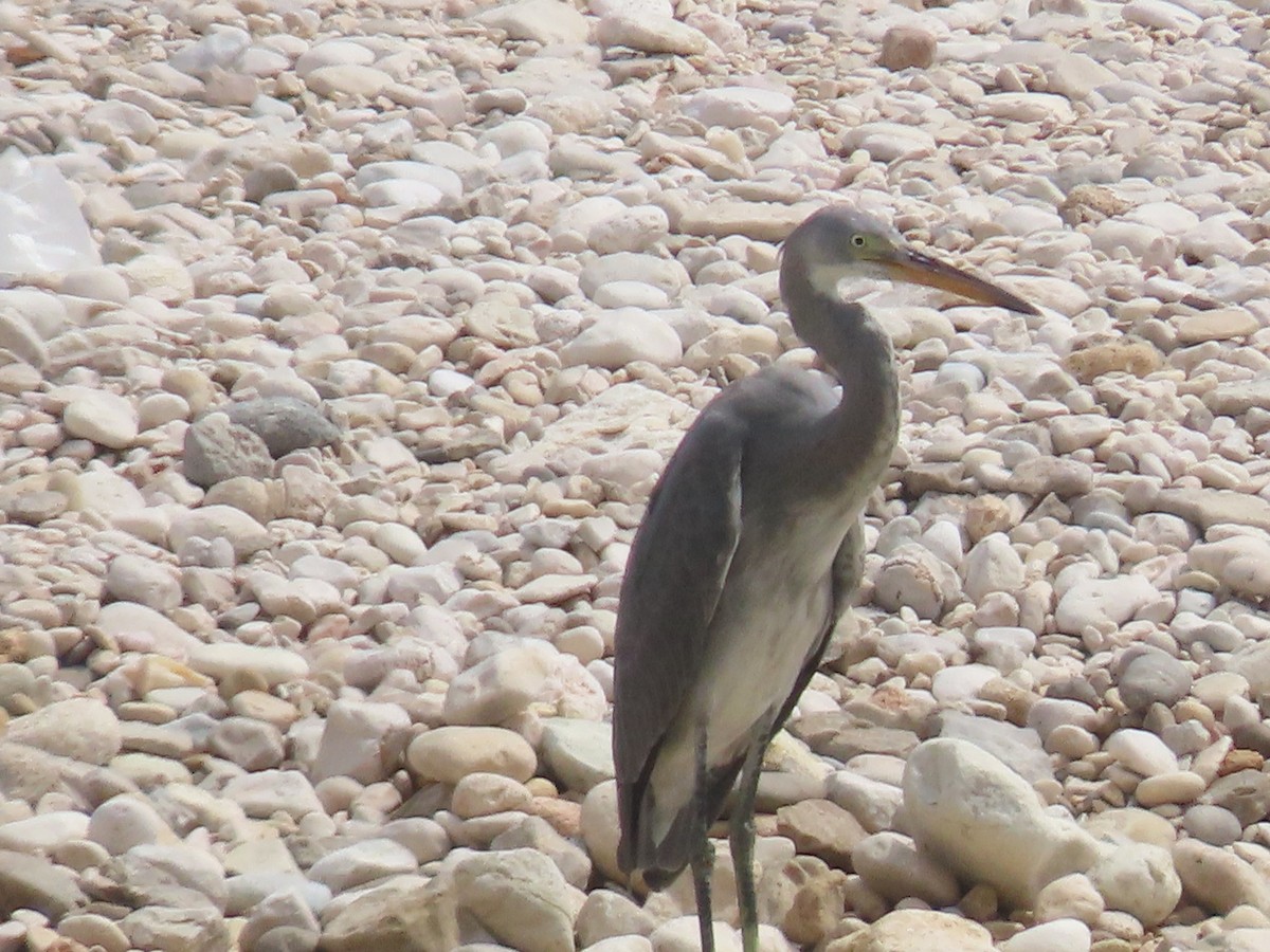 Western Reef-Heron - ML643947310