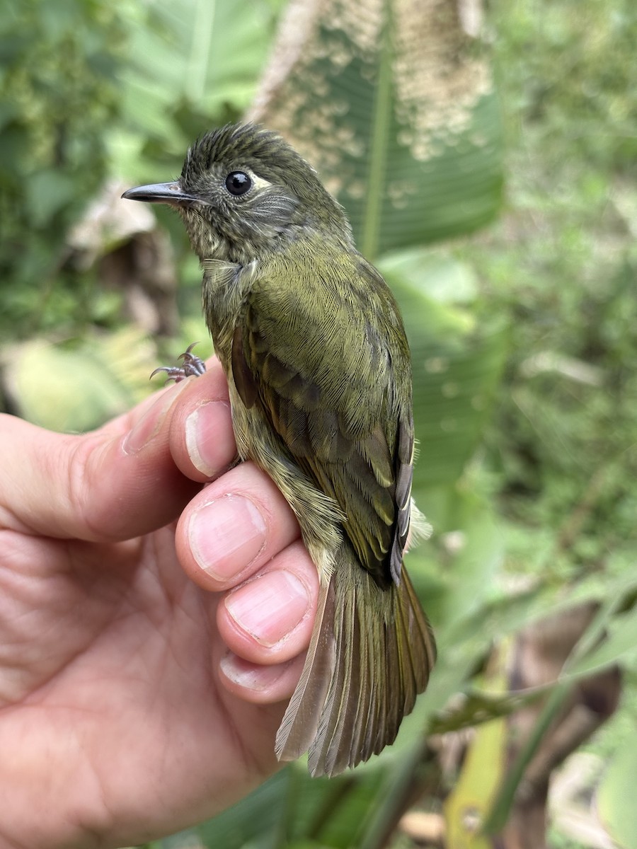 Olive-striped Flycatcher - ML643947318