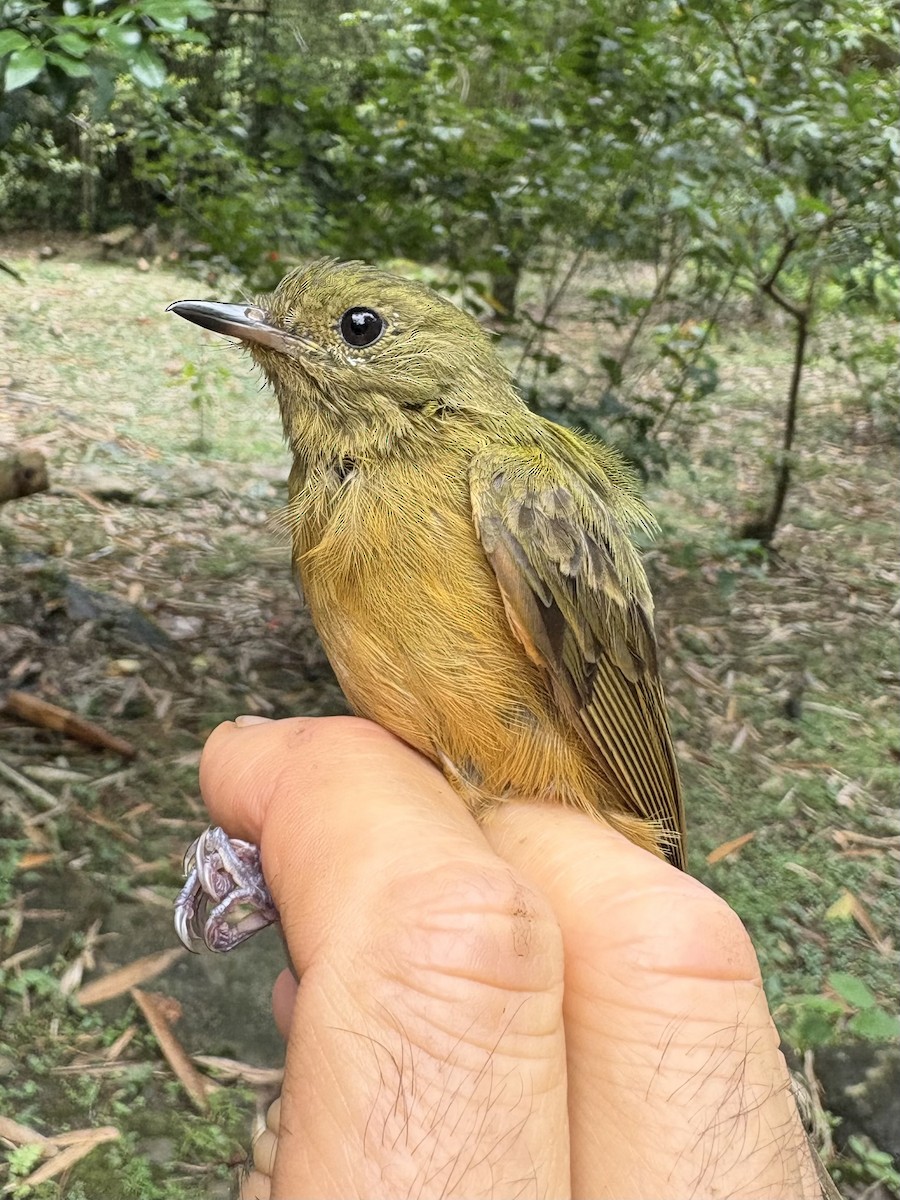 McConnell's Flycatcher (Inambari) - ML643947323