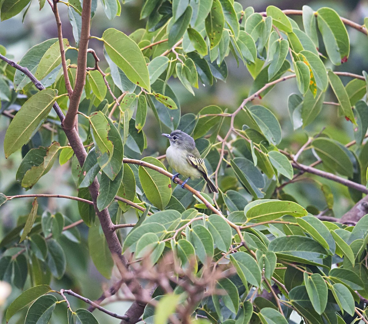 Yellow-winged Flatbill - ML643947332
