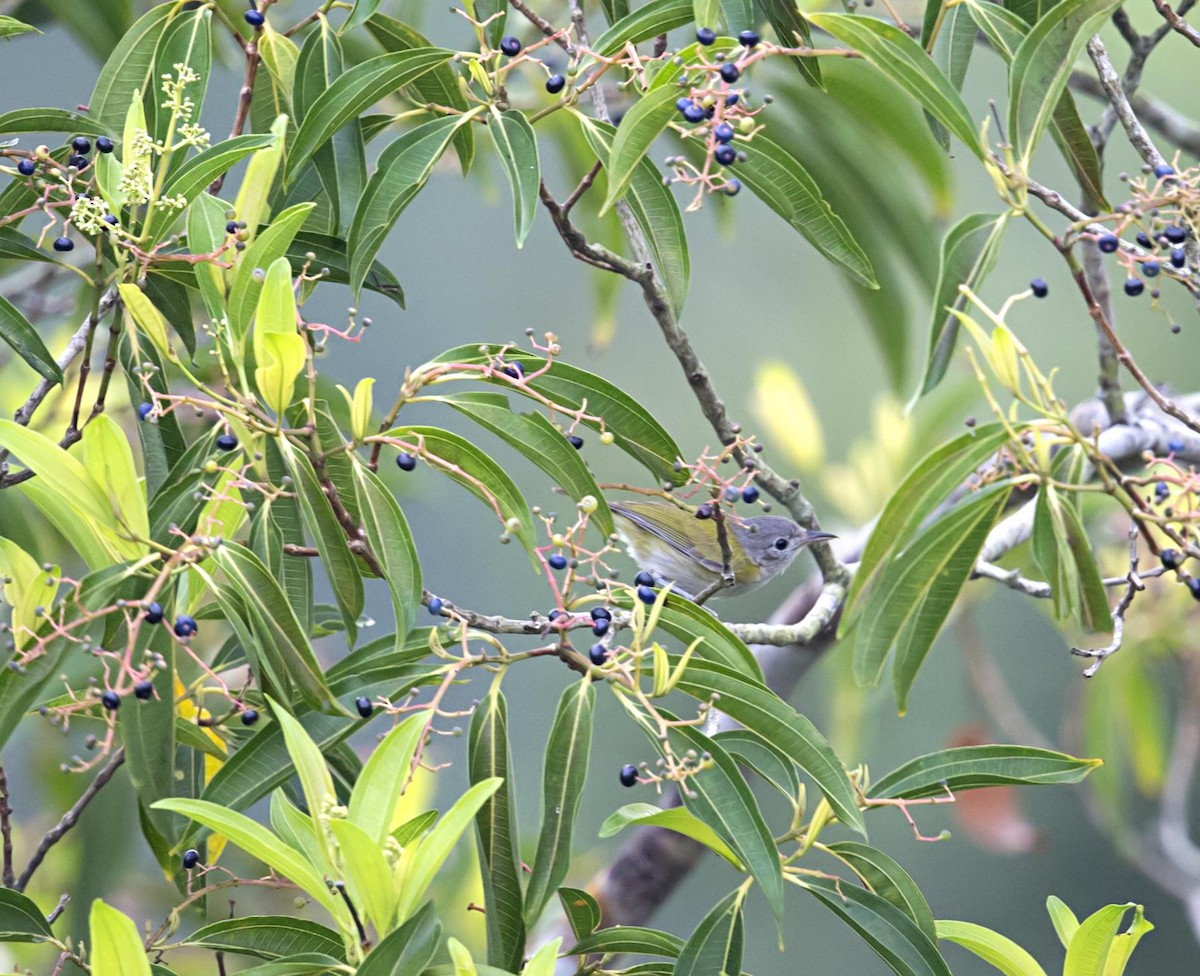 Lesser Greenlet - ML643947336