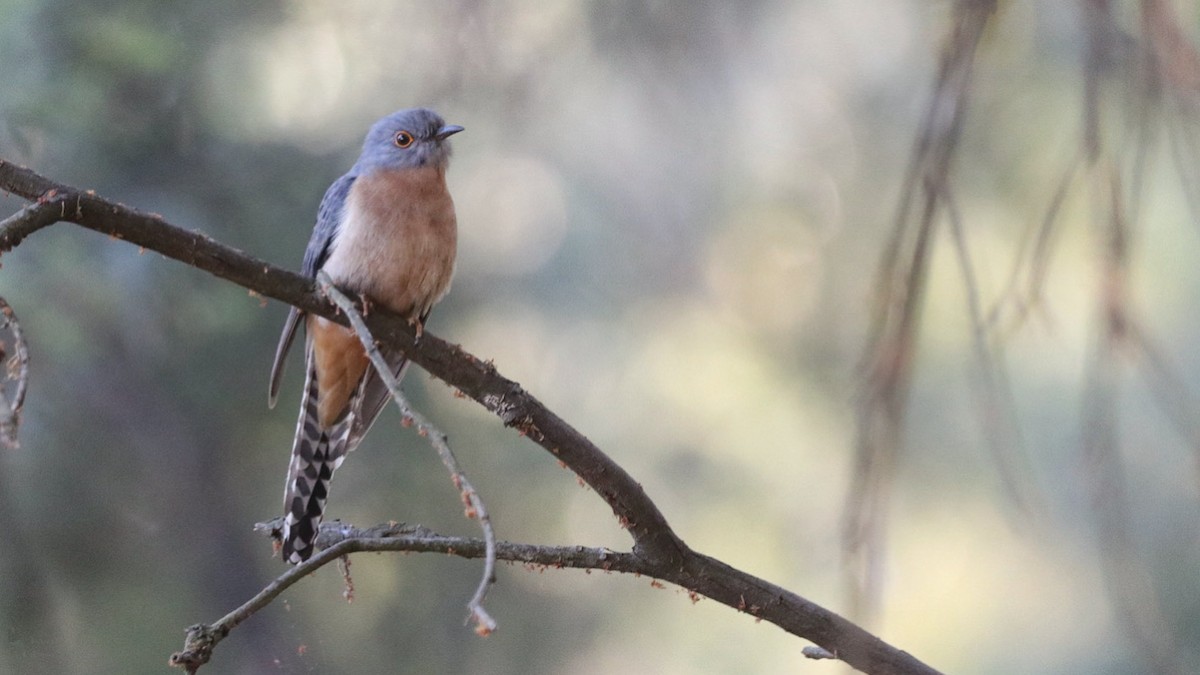 Fan-tailed Cuckoo - ML643947337