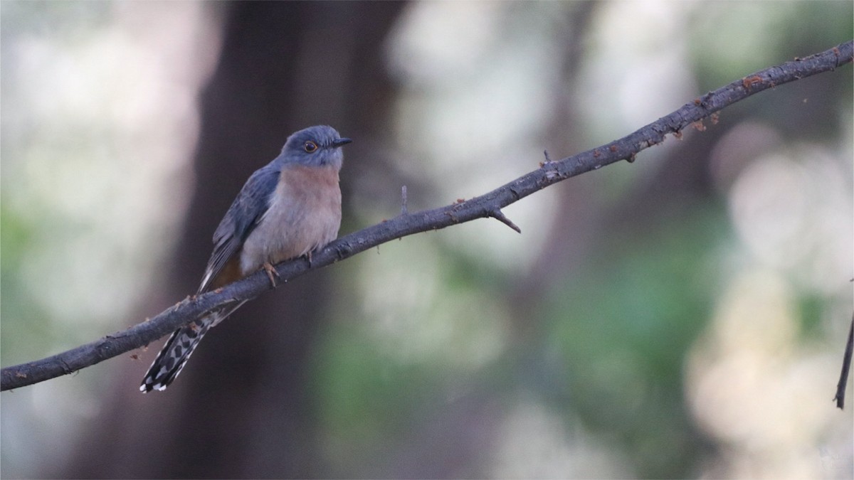 Fan-tailed Cuckoo - ML643947338