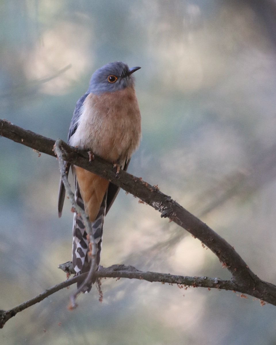 Fan-tailed Cuckoo - ML643947339