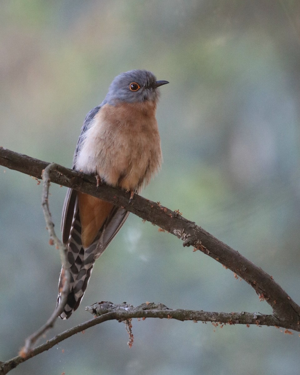 Fan-tailed Cuckoo - ML643947340