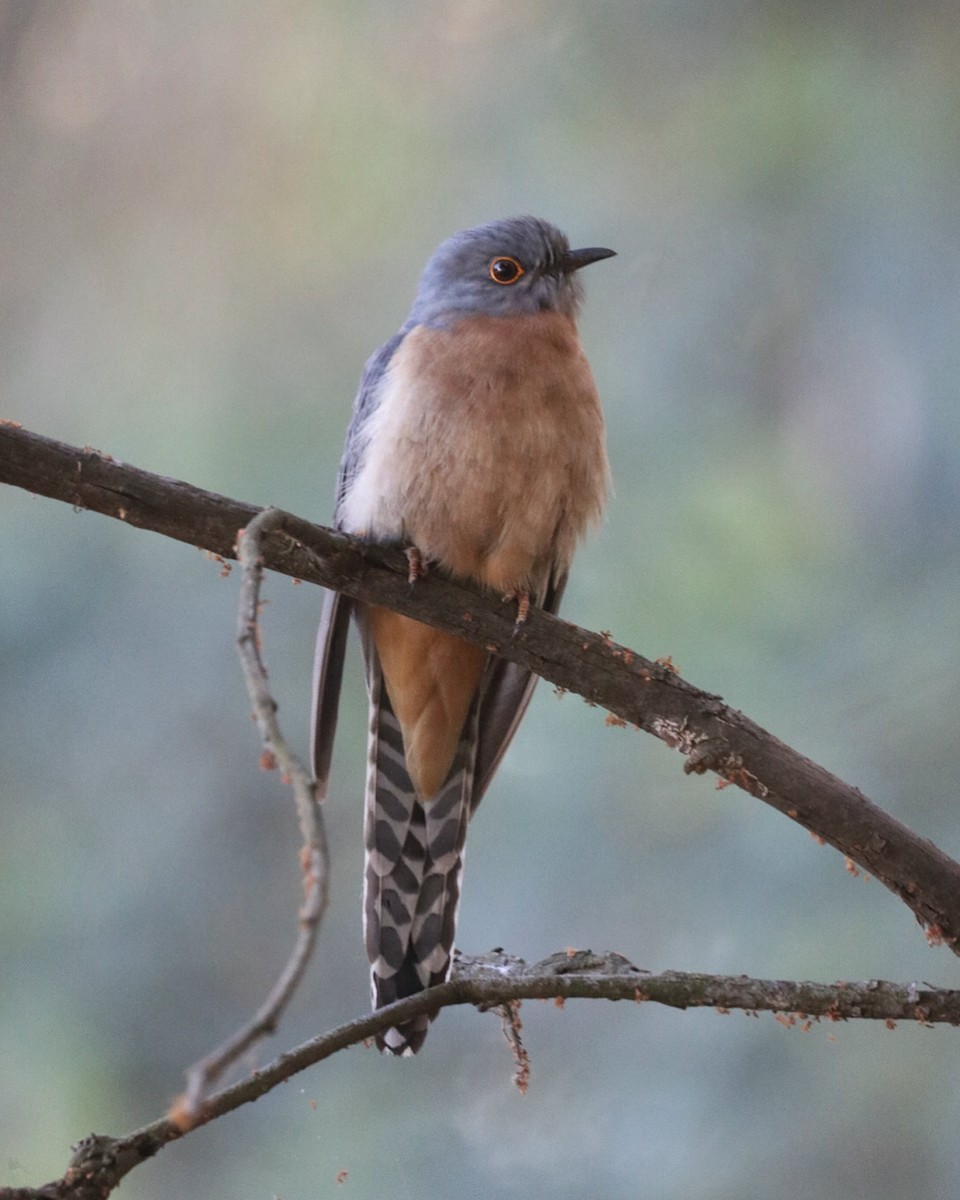 Fan-tailed Cuckoo - ML643947341