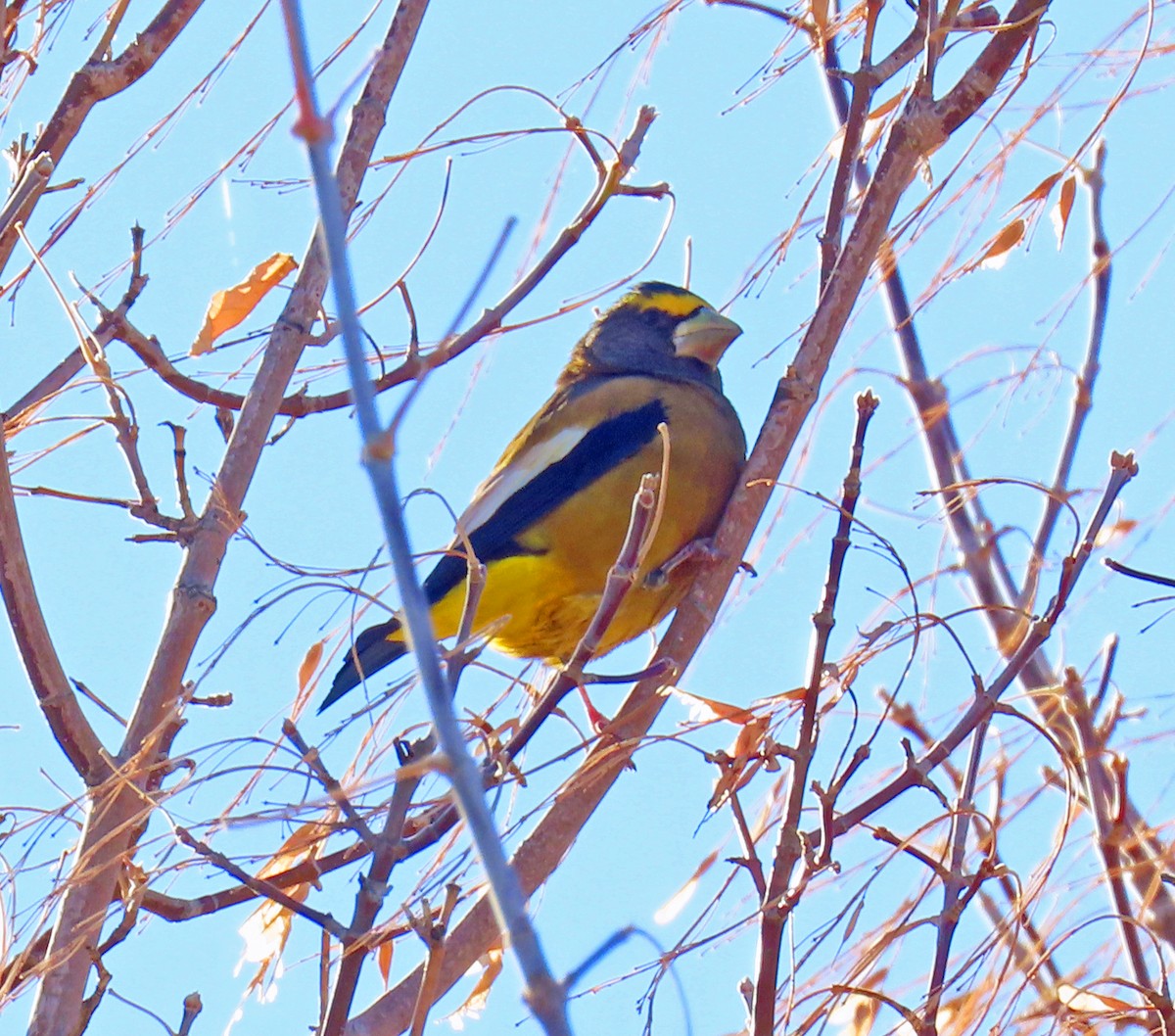 Evening Grosbeak - ML643947347