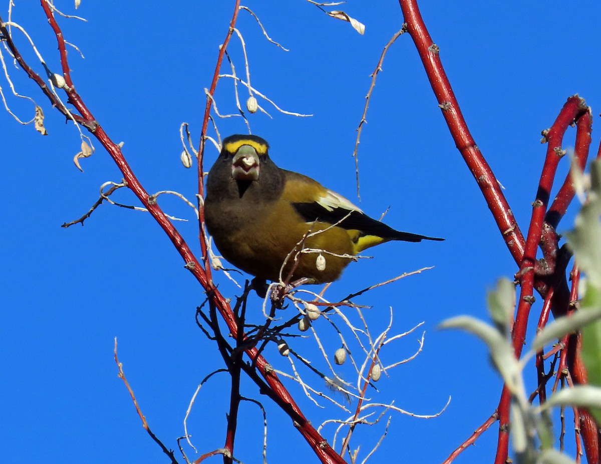 Evening Grosbeak - ML643947348