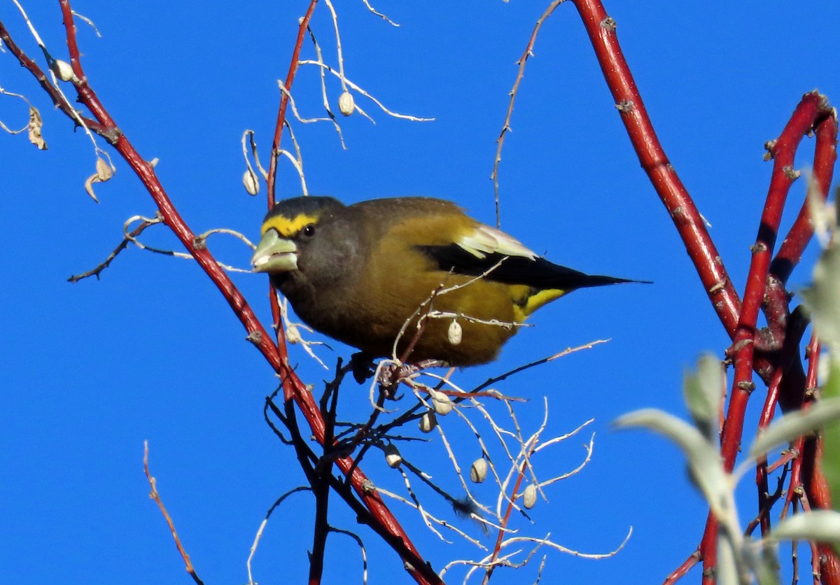 Evening Grosbeak - ML643947349