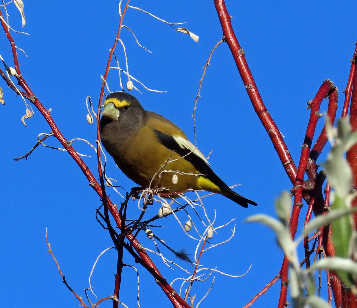 Evening Grosbeak - ML643947351
