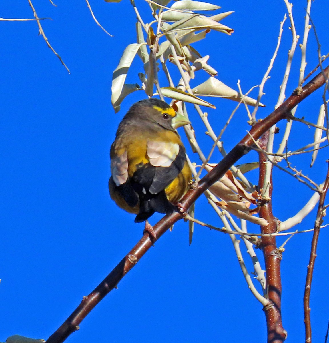 Evening Grosbeak - ML643947352