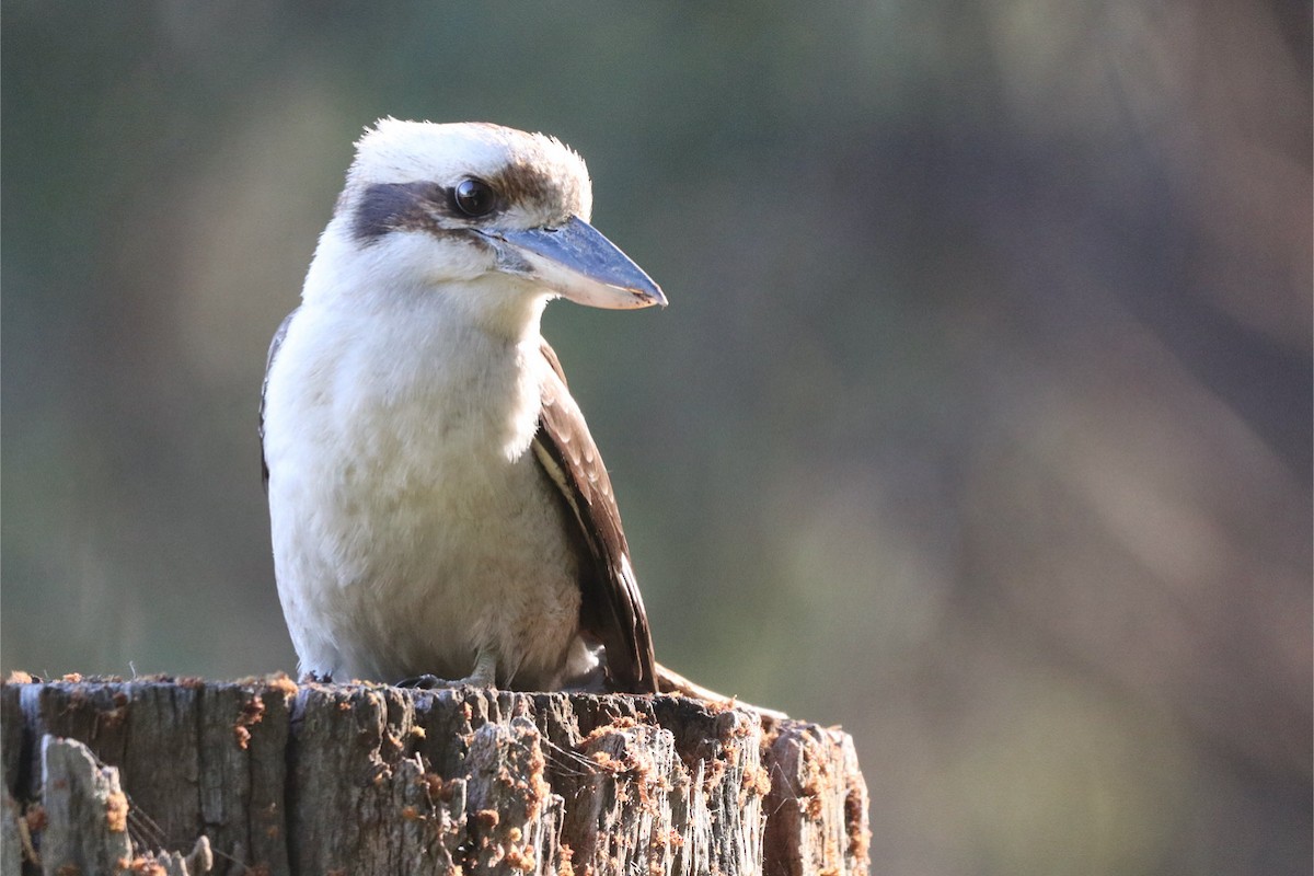 Laughing Kookaburra - ML643947356