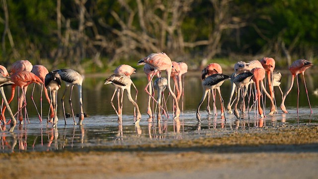 American Flamingo - ML643947359