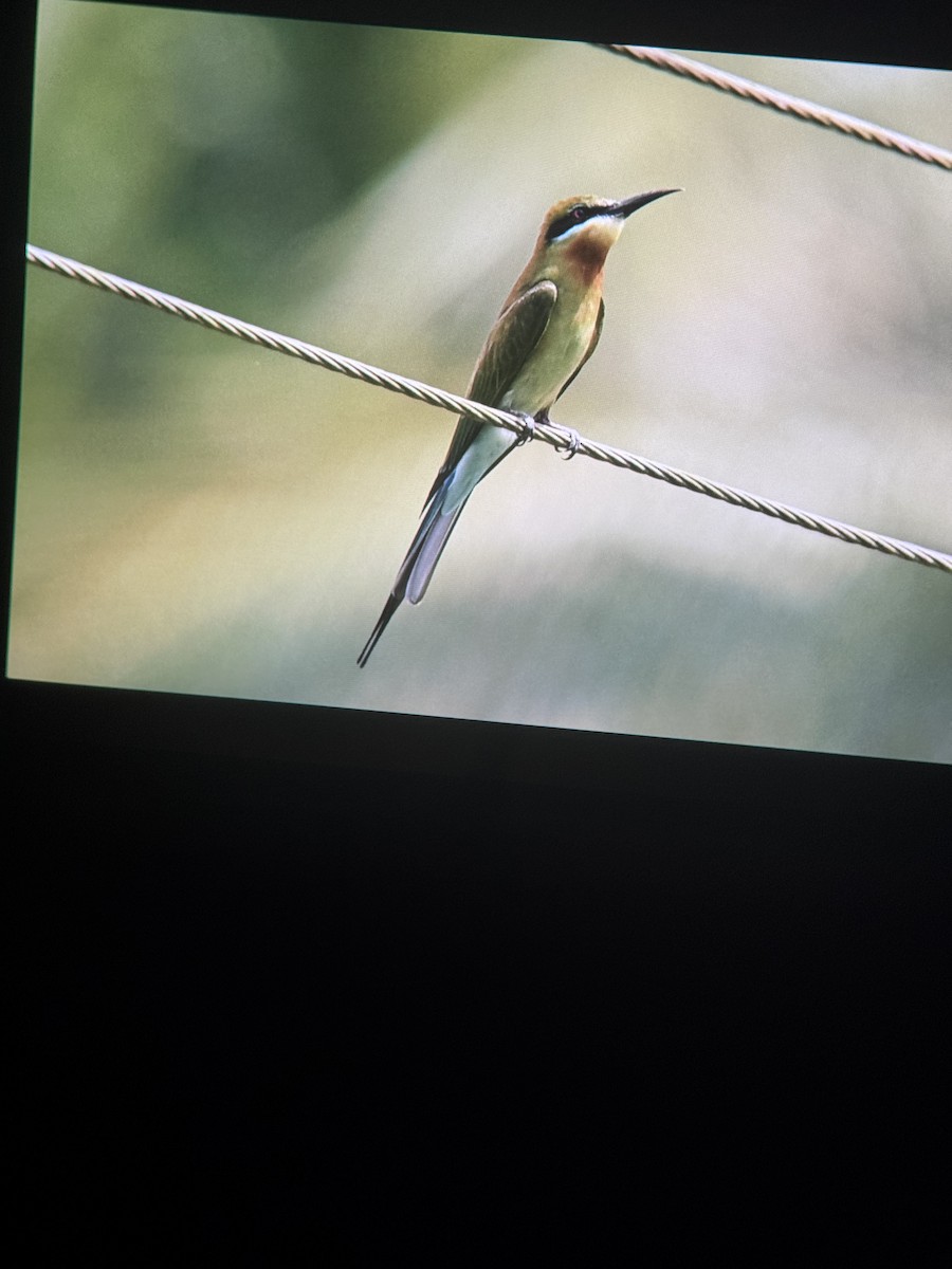 Blue-tailed Bee-eater - ML643947360