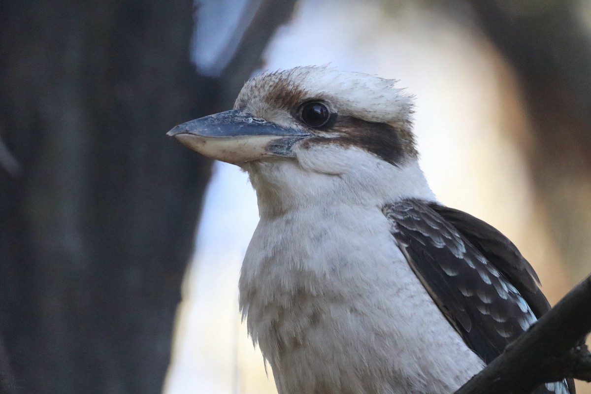 Laughing Kookaburra - ML643947363