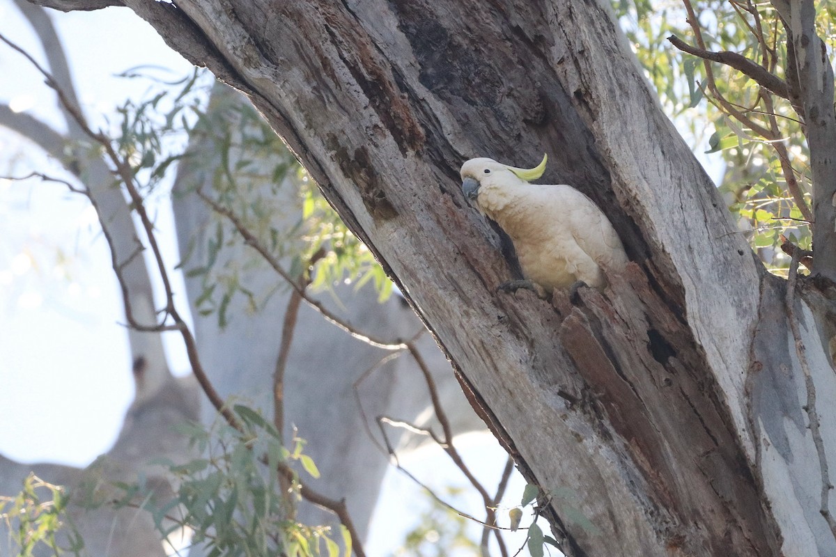 Sulphur-crested Cockatoo - ML643947367