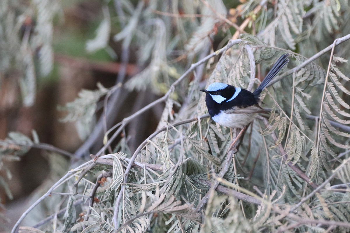 Superb Fairywren - ML643947380