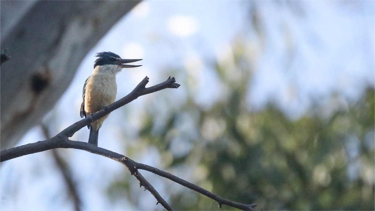 Sacred Kingfisher - ML643947387