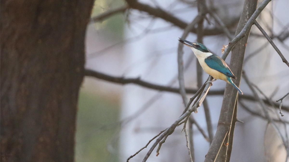 Sacred Kingfisher - ML643947388