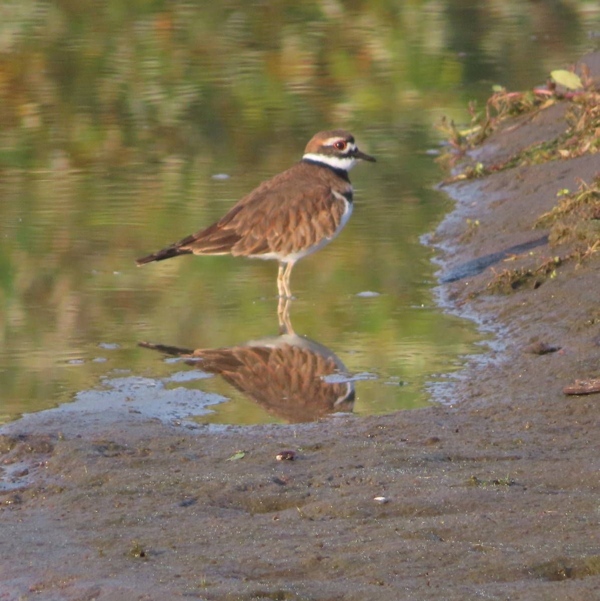Killdeer - ML643947392
