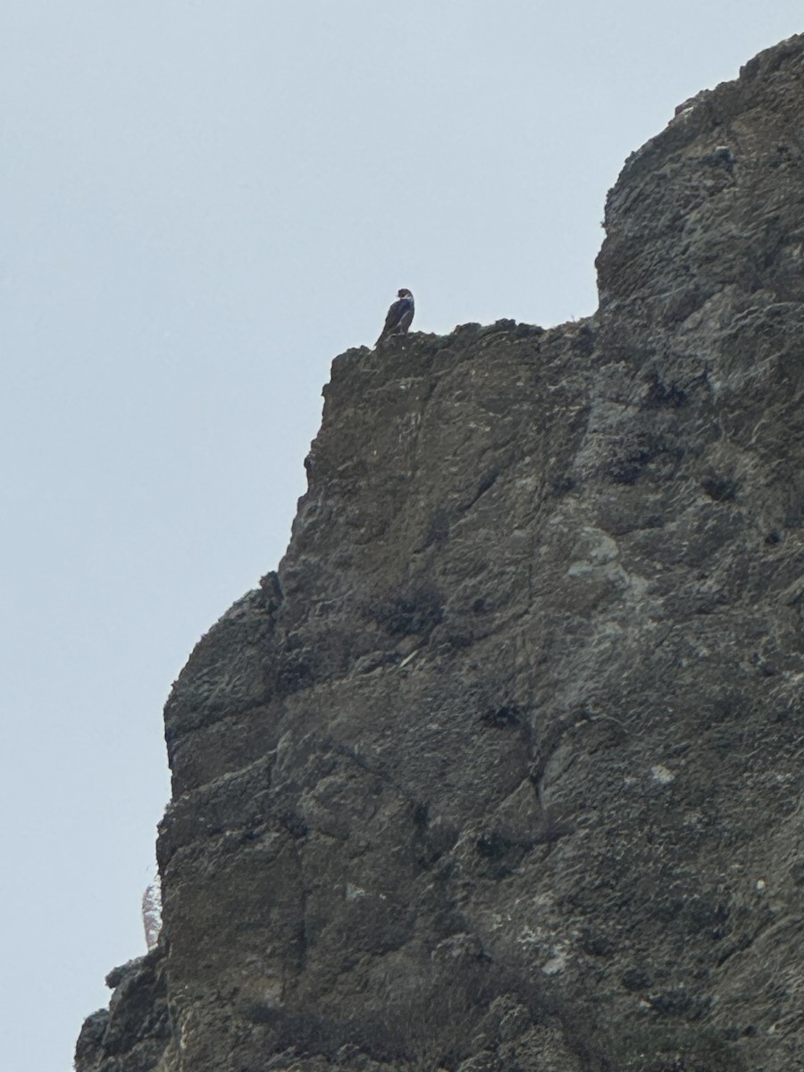 ハヤブサ - ML643947394