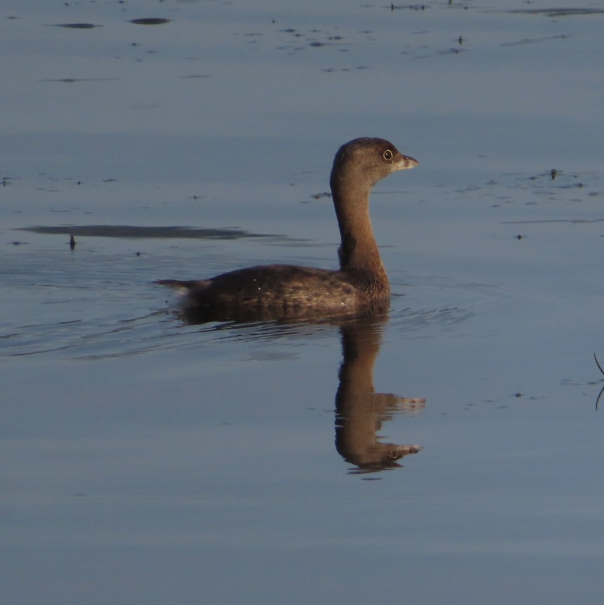 Pied-billed Grebe - ML643947396
